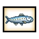 Sardine